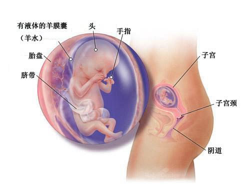 孕期妈妈身体内脏变化视频,孕20周妈妈的身体变化