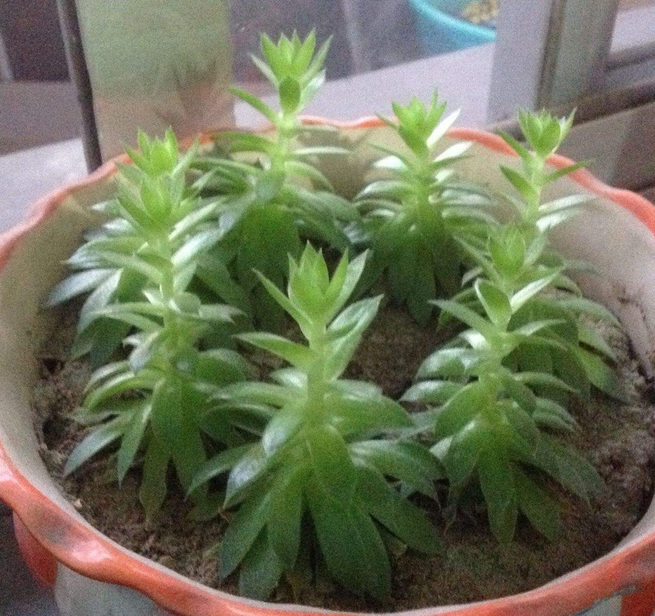 每日一肉之多肉植物,观音莲多肉大全