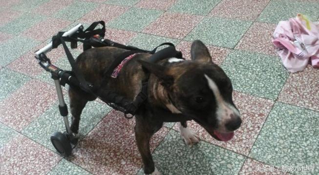 为了救助同伴小狗拼了命,为了追一个人脚受伤了