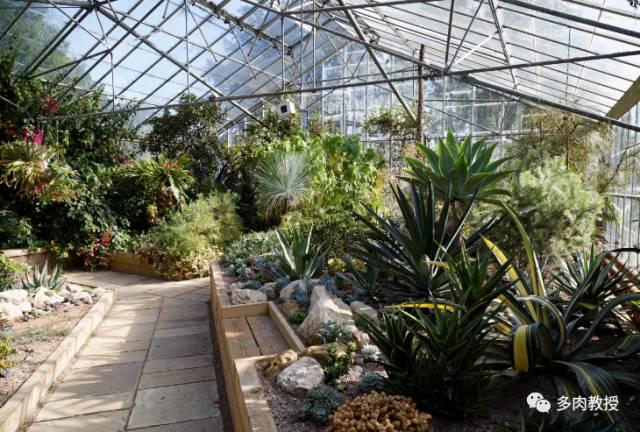 国外的多肉竟然是这个样子的,北京多肉大棚哪个大些好看