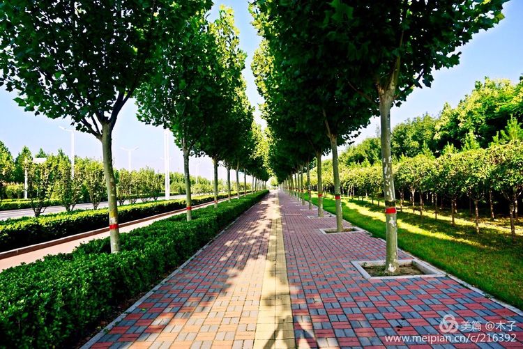 一花一叶总关情,一辆单车游古城,美哉正定!