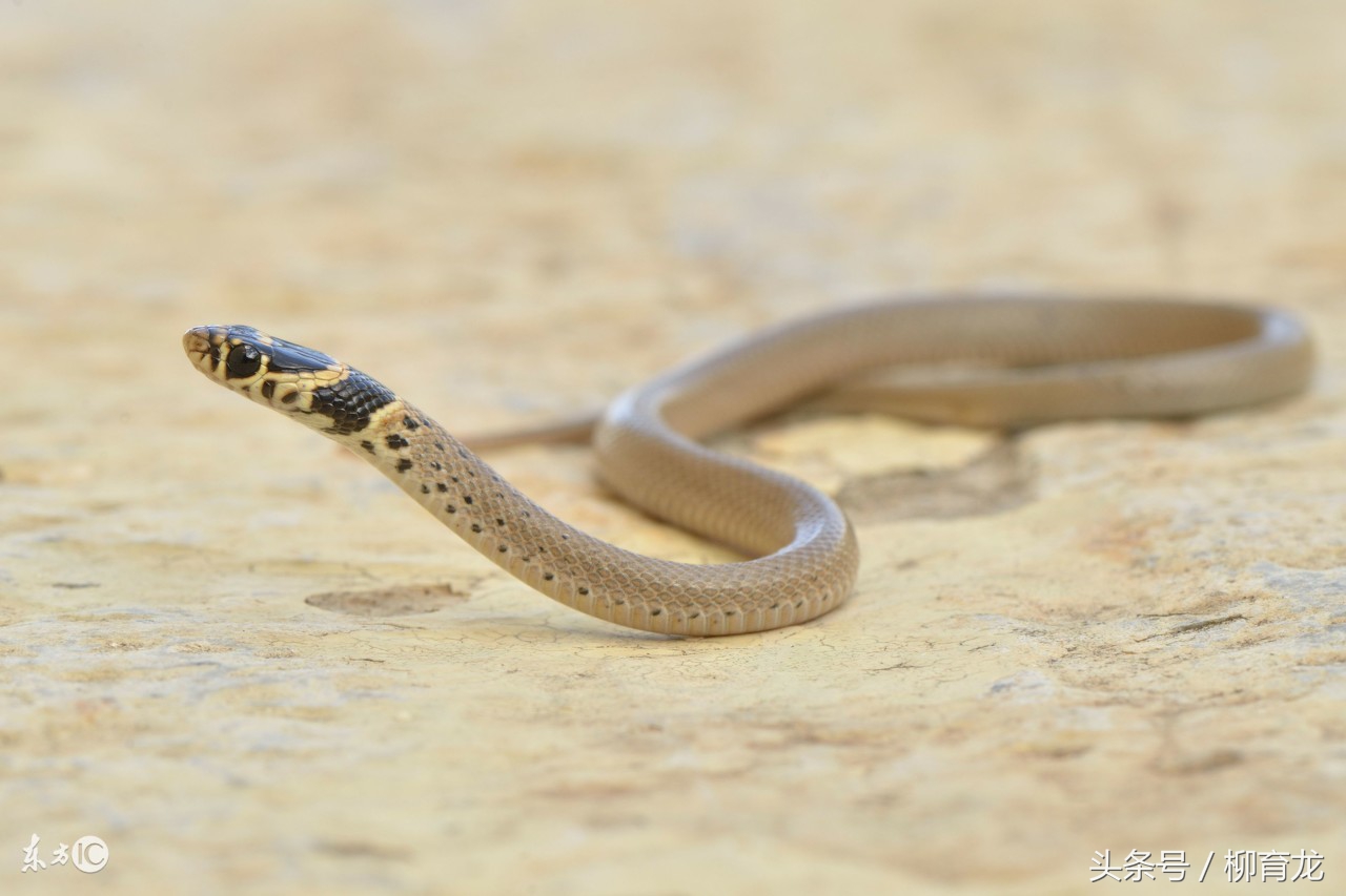 养蛇的报恩真实故事,养蛇却被蛇咬的故事