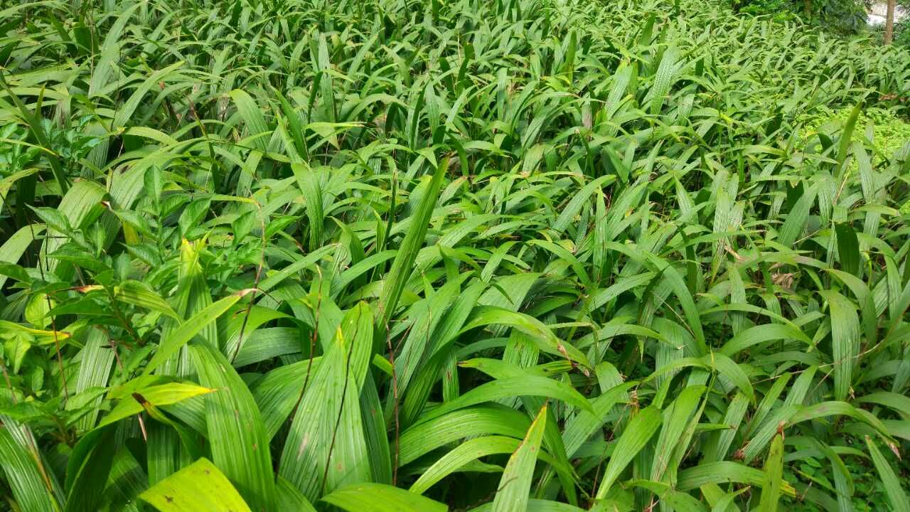 中药白芨明年行情,今年中药白芨市场已饱和了吗