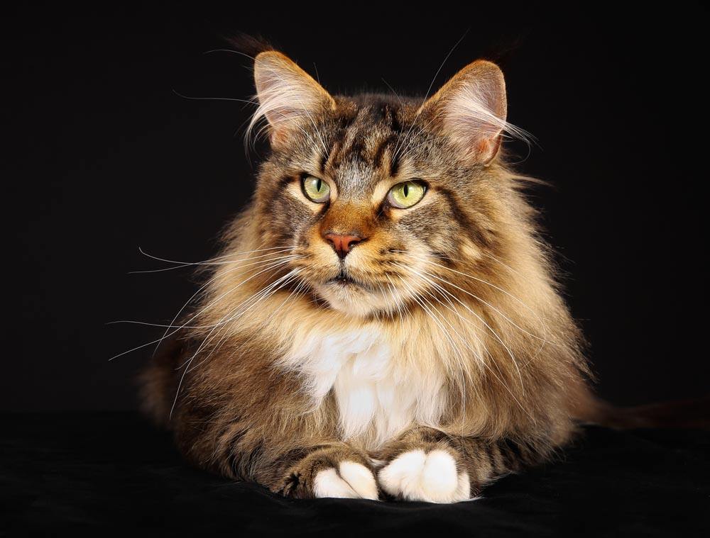 每日一猫全集播放,每日一猫完整版