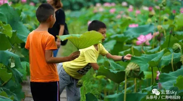 池上秋又来,荷花半成子,仁寿最美秋日荷塘