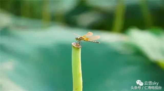 池上秋又来,荷花半成子,仁寿最美秋日荷塘