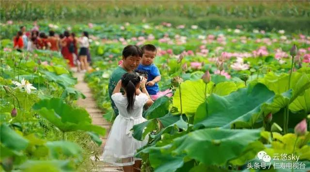 池上秋又来,荷花半成子,仁寿最美秋日荷塘