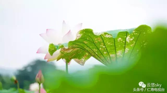 池上秋又来,荷花半成子,仁寿最美秋日荷塘