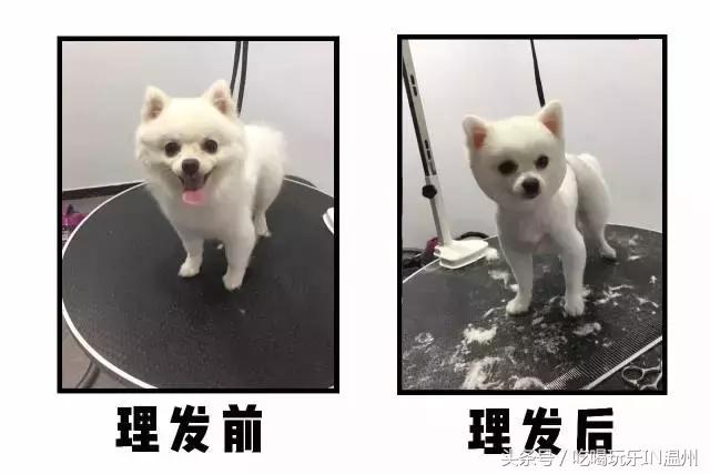 爱狗如命的女孩是什么心理,爱狗如命的女主角