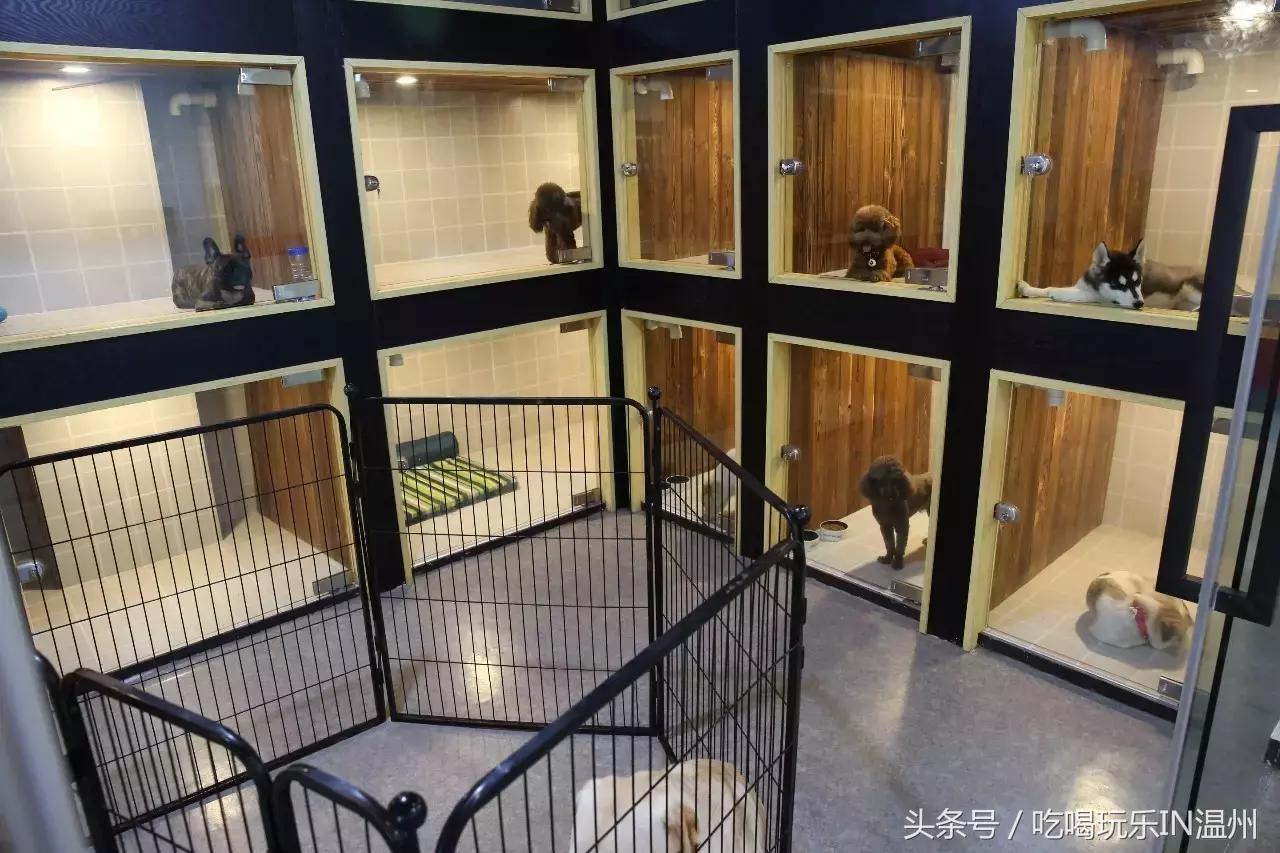 爱狗如命的女孩是什么心理,爱狗如命的女主角