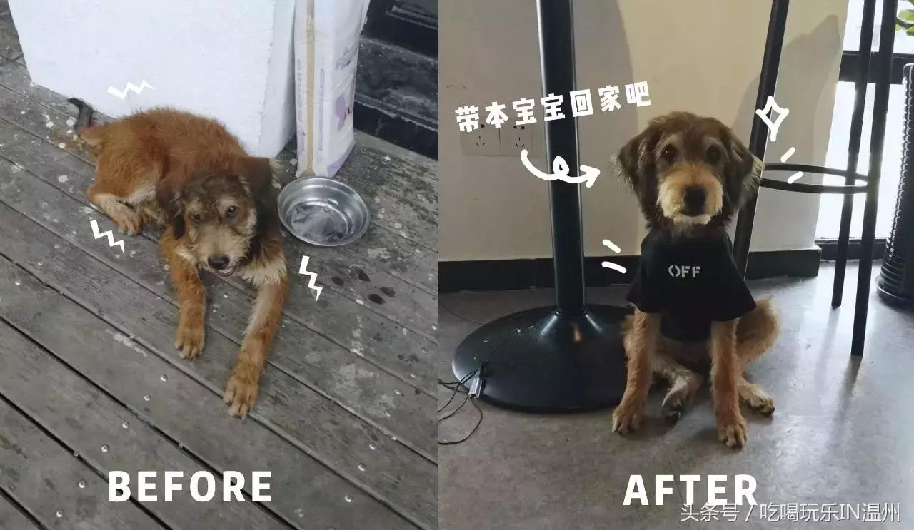 爱狗如命的女孩是什么心理,爱狗如命的女主角