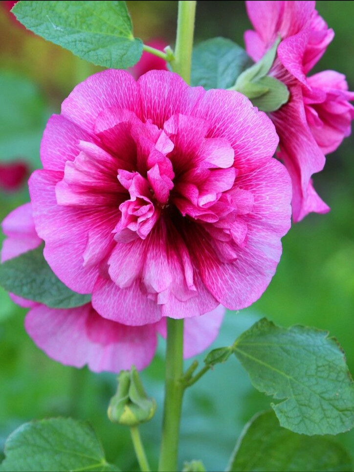 亚洲每个国家的国花是什么,世界各国国花的资料