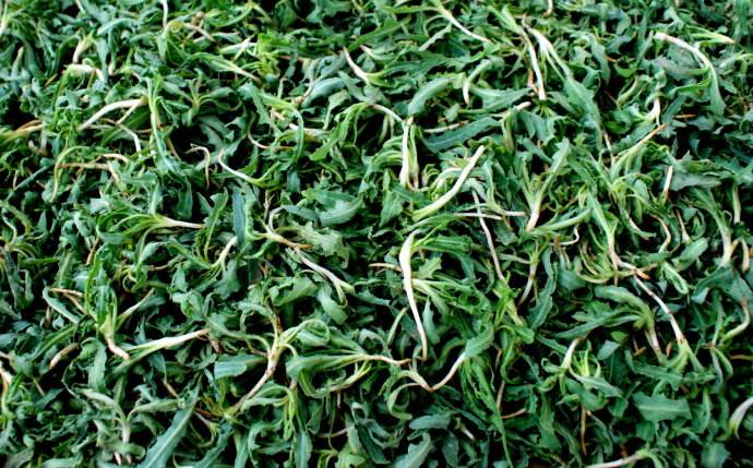 胆囊炎最怕一种野菜,农村什么野菜能去胆囊炎