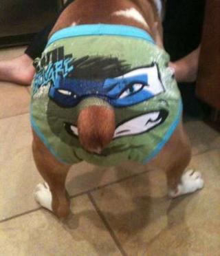 猫咪搞笑段子笑死人不偿命,笑死不偿命下铺搞笑段子