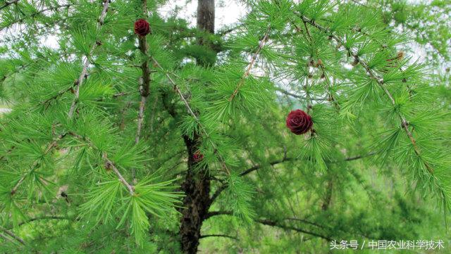 走进大兴安岭原始森林,探秘野生动物世界