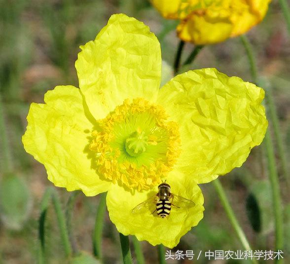 走进大兴安岭原始森林,探秘野生动物世界