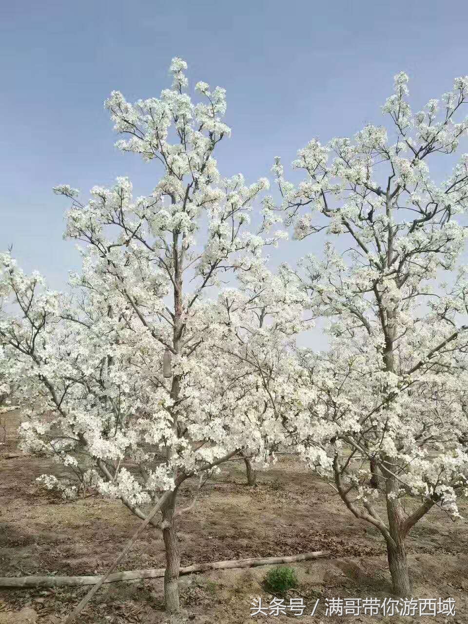 库尔勒香梨熟了!古尔邦节假期去库尔勒采香梨吧!只要4元每公斤