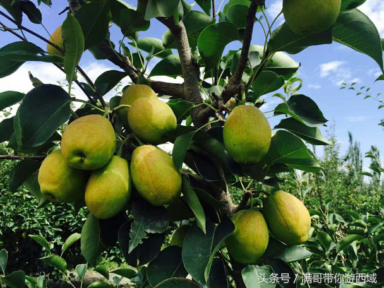 库尔勒香梨熟了!古尔邦节假期去库尔勒采香梨吧!只要4元每公斤