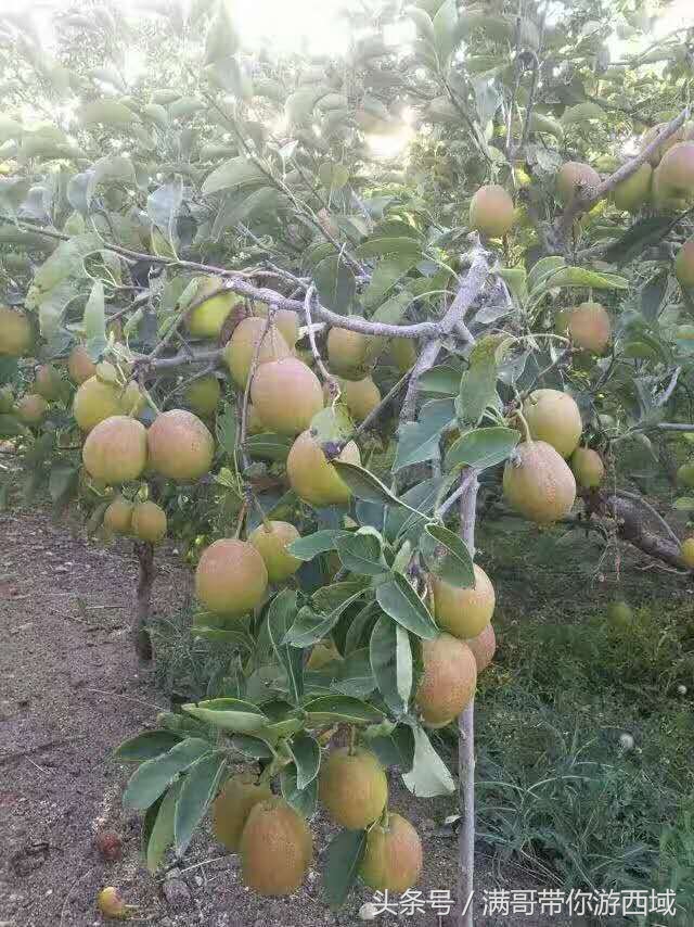 库尔勒香梨熟了!古尔邦节假期去库尔勒采香梨吧!只要4元每公斤