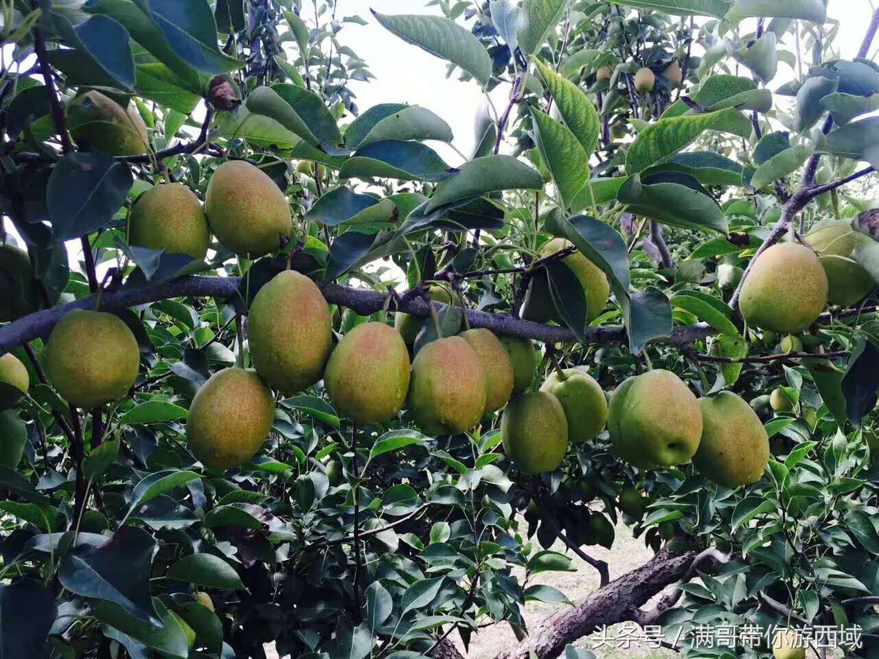 库尔勒香梨熟了!古尔邦节假期去库尔勒采香梨吧!只要4元每公斤