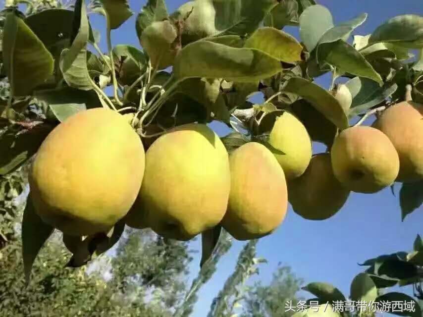 库尔勒香梨熟了!古尔邦节假期去库尔勒采香梨吧!只要4元每公斤