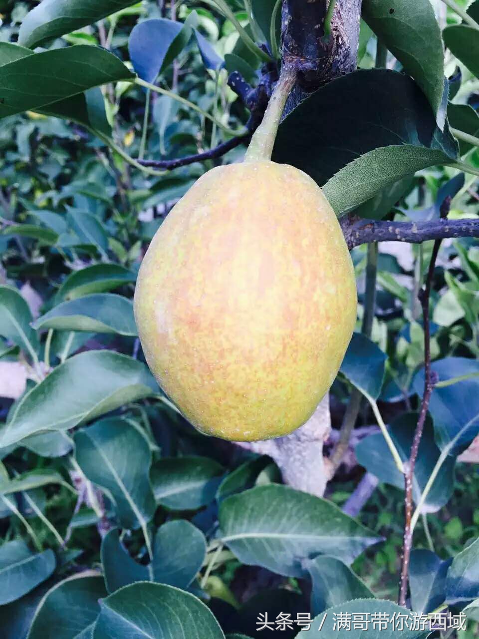 库尔勒香梨熟了!古尔邦节假期去库尔勒采香梨吧!只要4元每公斤