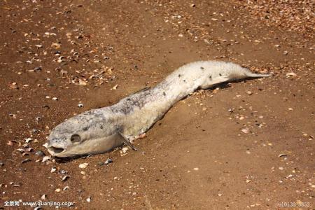 死鱼吃了会中毒吗,吃死鱼会不会中毒