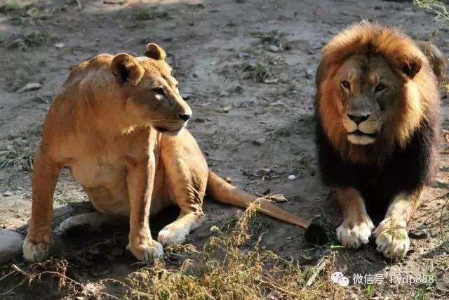 炒股必胜口诀图片高清,叶天炒股必胜口诀