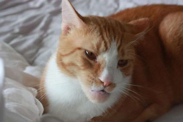 被蜂蜇了的地方为啥很痒,记录第一次被蜜蜂蜇