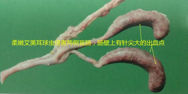 鸡球虫病的特点和治疗,鸡球虫病的发生原因及预防方法