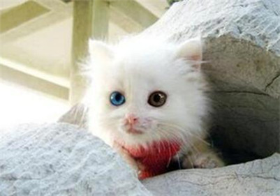 狮子猫掉毛怎么处理,如何正确给猫咪洗澡布偶猫