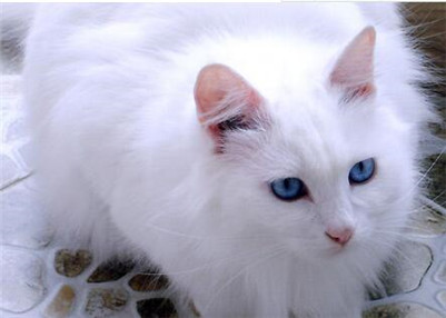 狮子猫掉毛怎么处理,如何正确给猫咪洗澡布偶猫