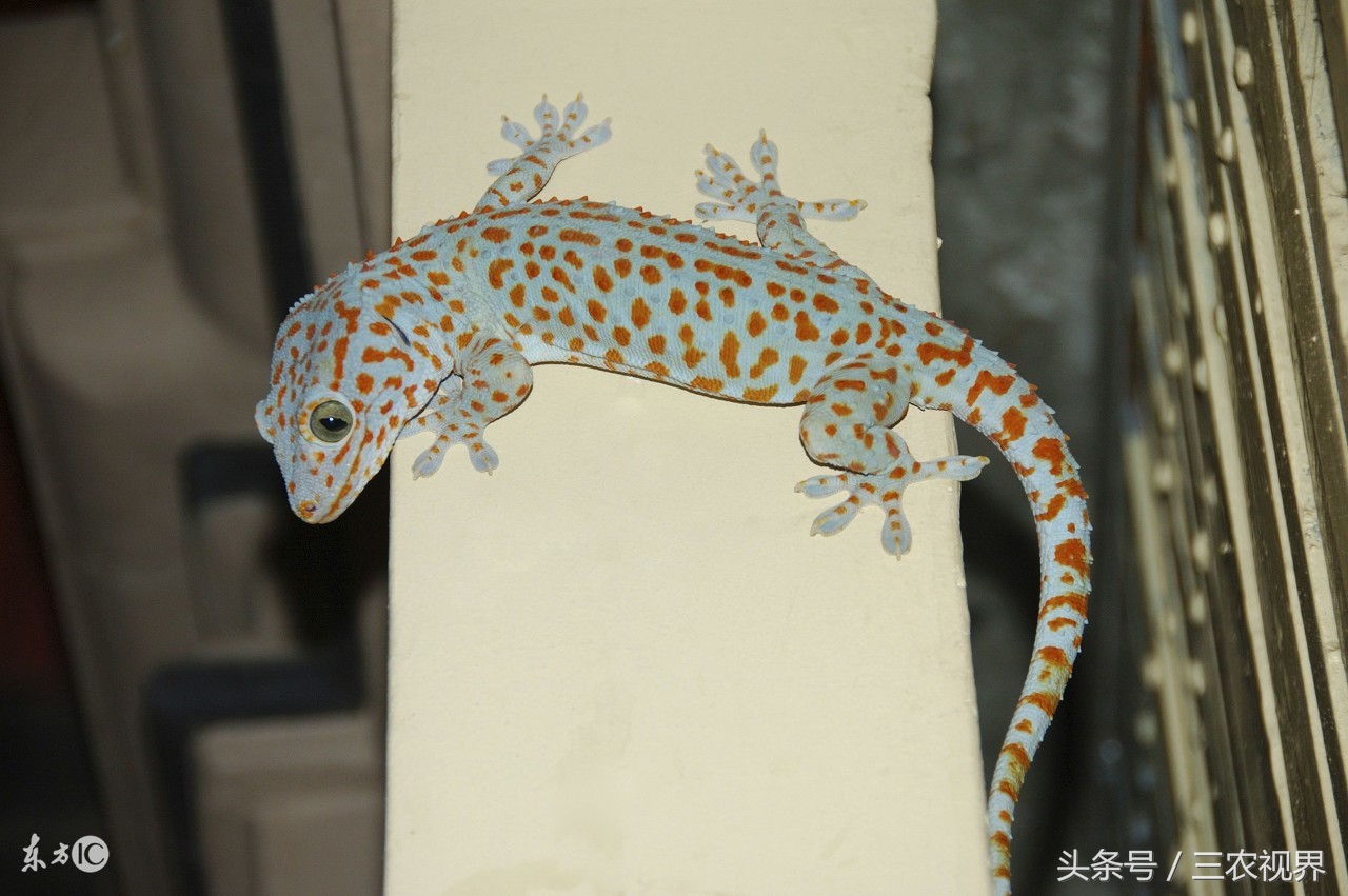 农村里很常见的一种动物,现在不太常见的农村小动物