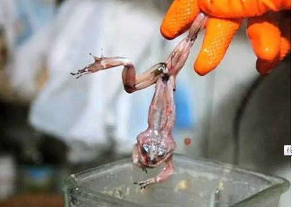 史上十大最恶心的食物,十种致命奇葩食物