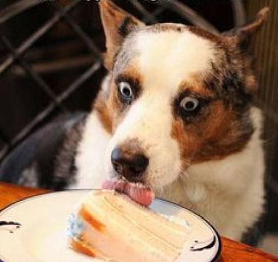 天热狗狗不喝水怎么办,天热狗狗不吃