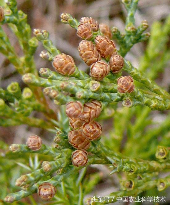 走进大兴安岭原始森林,探秘野生动物世界