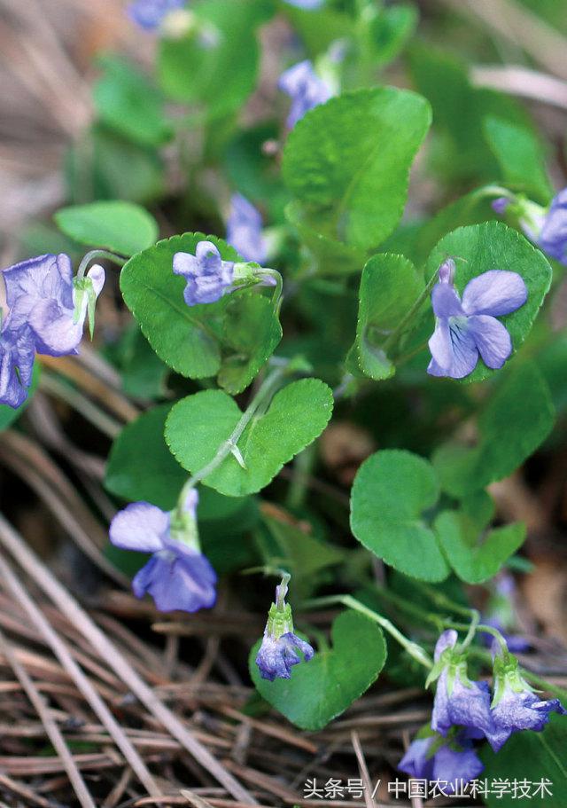 走进大兴安岭原始森林,探秘野生动物世界