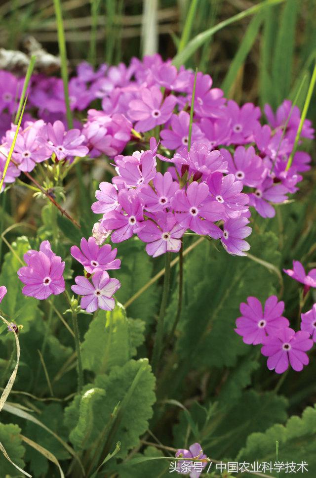 走进大兴安岭原始森林,探秘野生动物世界