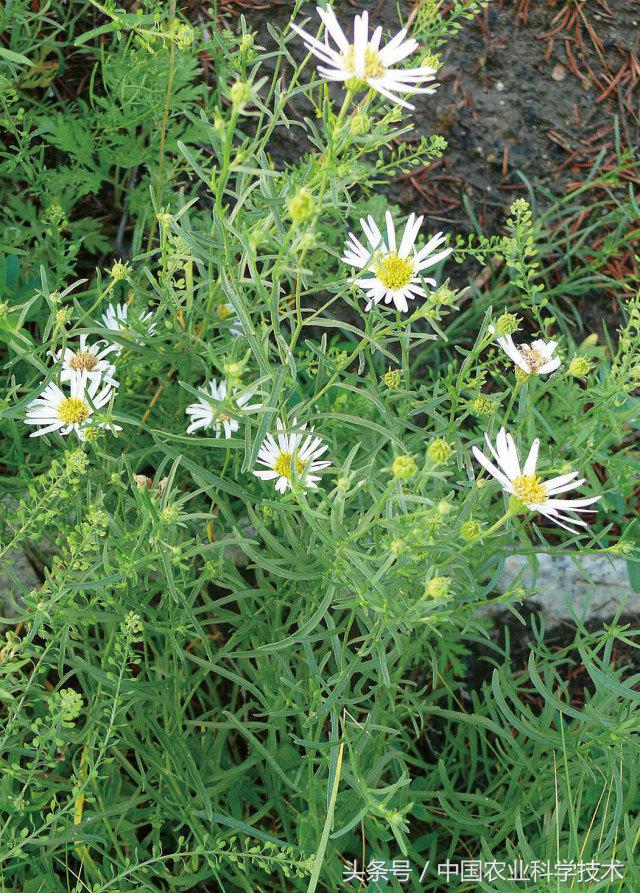 走进大兴安岭原始森林,探秘野生动物世界