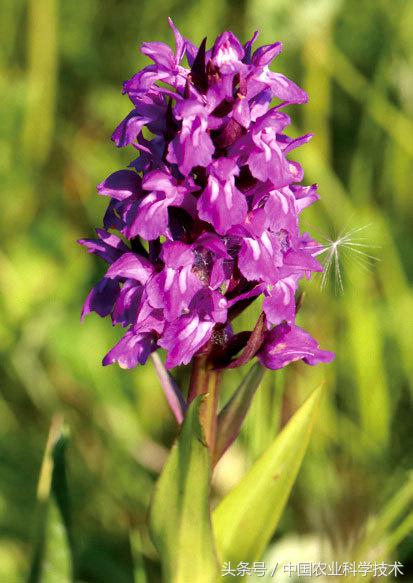 走进大兴安岭原始森林,探秘野生动物世界