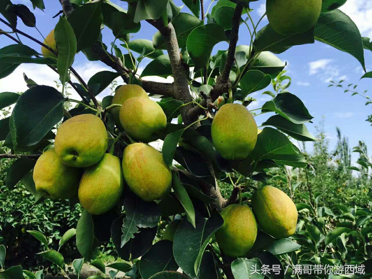 库尔勒香梨熟了!古尔邦节假期去库尔勒采香梨吧!只要4元每公斤