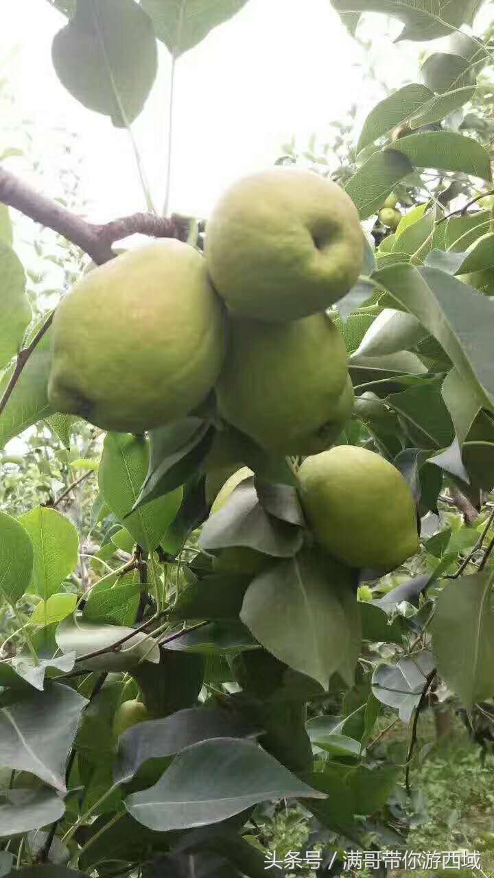 库尔勒香梨熟了!古尔邦节假期去库尔勒采香梨吧!只要4元每公斤