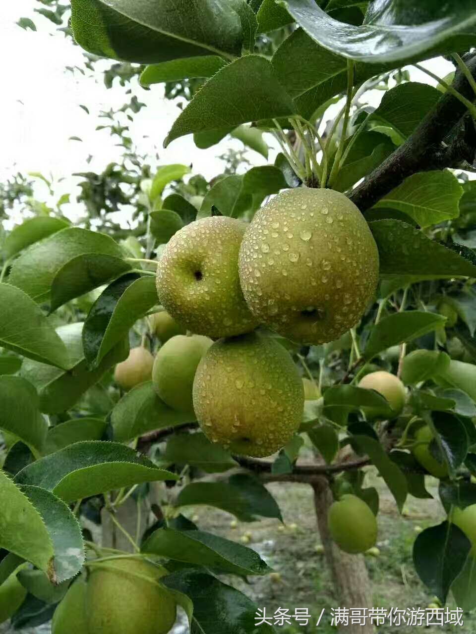库尔勒香梨熟了!古尔邦节假期去库尔勒采香梨吧!只要4元每公斤
