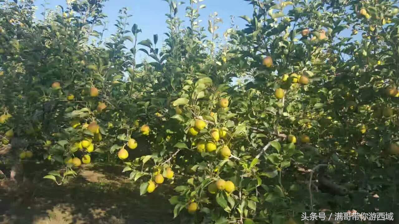 库尔勒香梨熟了!古尔邦节假期去库尔勒采香梨吧!只要4元每公斤