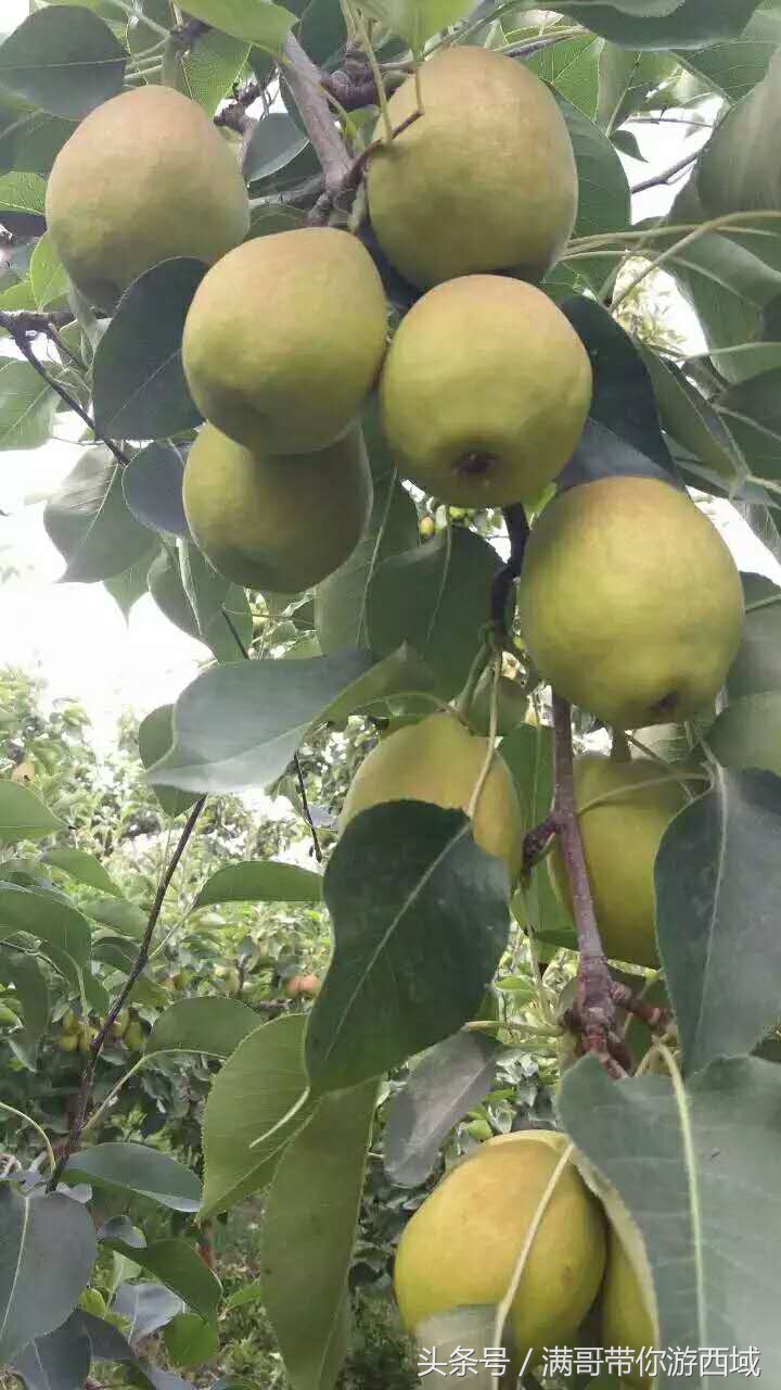 库尔勒香梨熟了!古尔邦节假期去库尔勒采香梨吧!只要4元每公斤