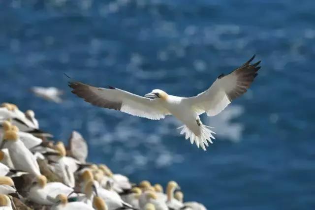 几分钟了解佳能6d2,尼康d850到底有多厉害