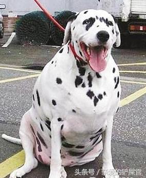 狗狗太胖了怎么办好,狗狗太胖会影响怀孕吗