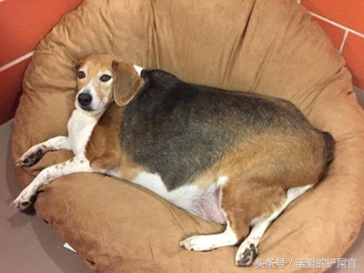 狗狗太胖了怎么办好,狗狗太胖会影响怀孕吗