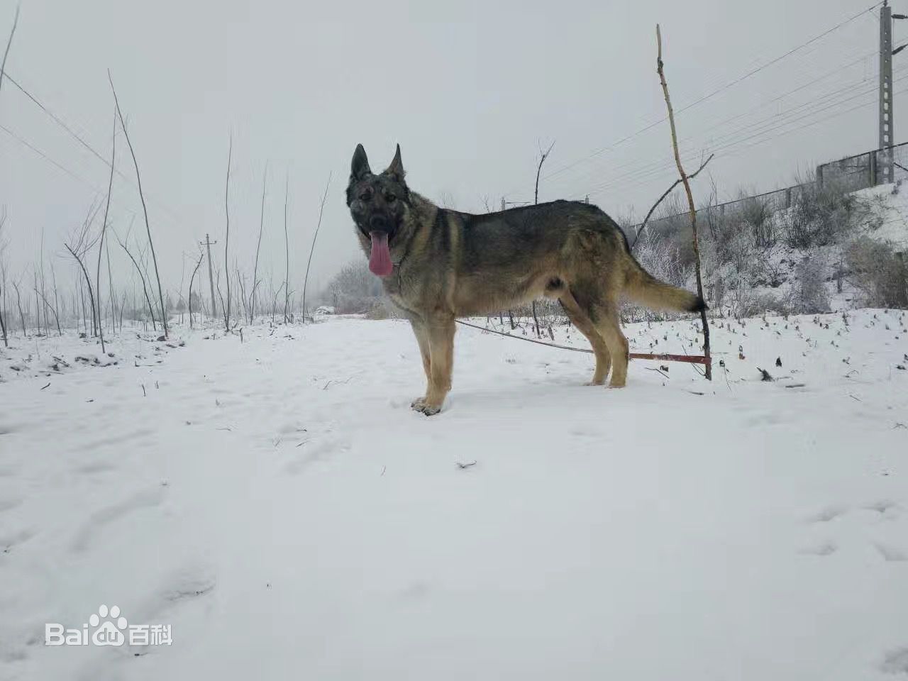 德牧马犬黑背狼青图片,狼青犬和德牧的区别图片