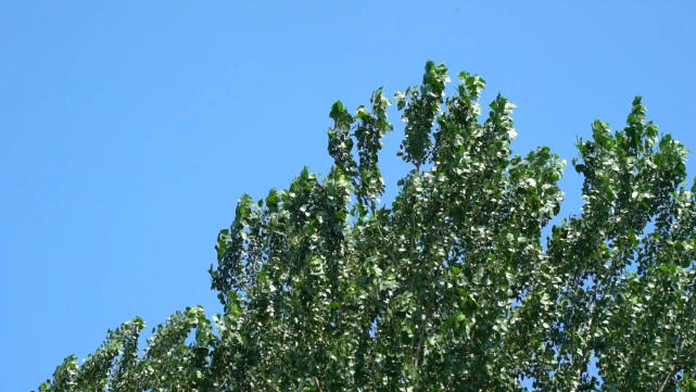 夏天浮萍草塘怎么钓黑鱼,雨天泥鳅钓黑鱼技巧和方法